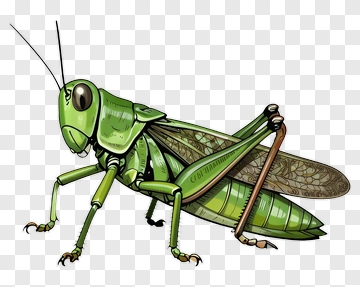 Cartoon Grasshopper PNG