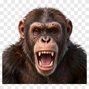 Realistic Monkey Showing Teeth PNG