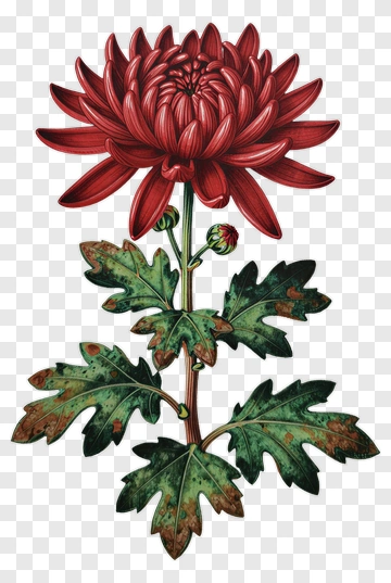 Red Chrysanthemum Flower PNG