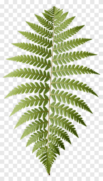 Green Fern Leaf PNG