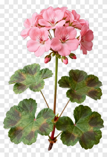 Pink Geranium Flower PNG
