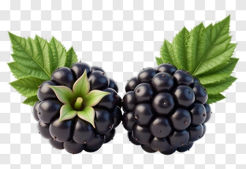 Realistic Blackberries With Green Leaves PNG