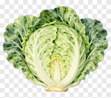 Fresh Cabbage With Green Leaves PNG