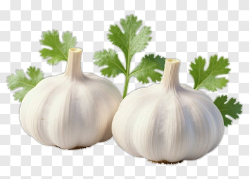 Garlic Bulbs With Fresh Cilantro Leaves PNG