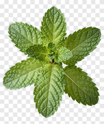 Fresh Mint Leaves PNG