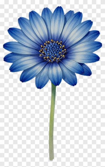 Blue Flower With Petals And Yellow Center PNG