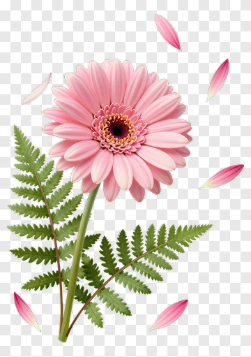 Pink Gerbera Daisy With Fern Leaves PNG