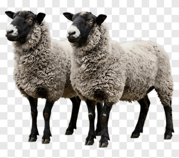 Two Sheep Standing Together PNG
