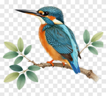 Colorful Kingfisher Sitting On A Branch PNG