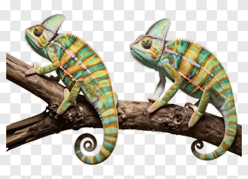 Chameleons On A Branch PNG