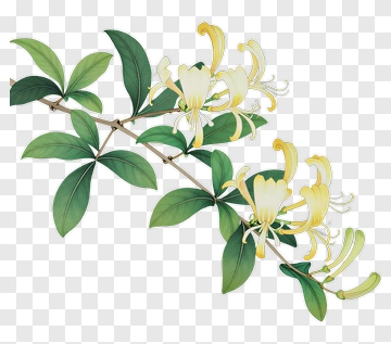 Honeysuckle Flower Branch PNG