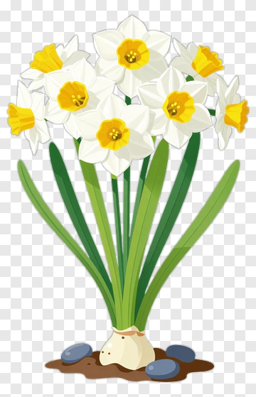 Colorful Daffodil Bouquet PNG