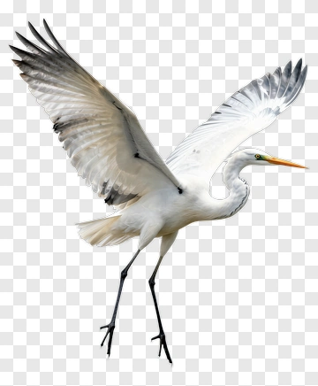 Great Egret In Flight PNG