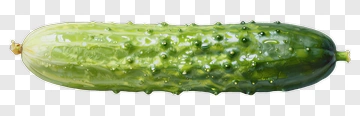 Fresh Cucumber PNG