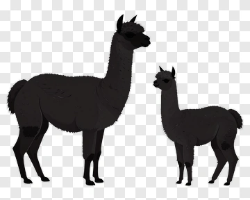 Black Alpacas Standing Together PNG