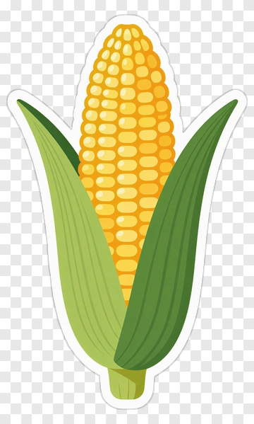 Corn On The Cob PNG