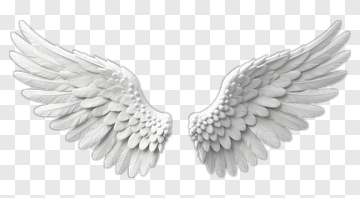White Angel Wings PNG