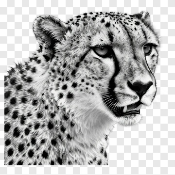 Realistic Cheetah Head PNG
