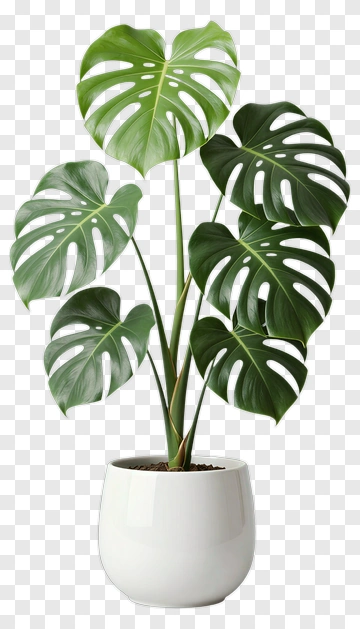Monstera Plant In White Pot PNG