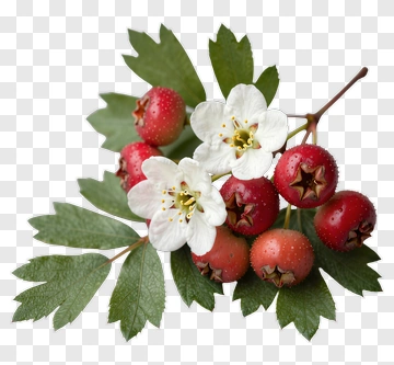Hawthorn Berries And Flowers PNG