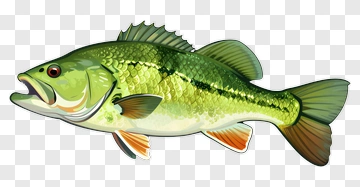 Detailed Illustration Of A Bass Fish PNG