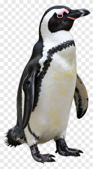 Penguin Standing Upright PNG