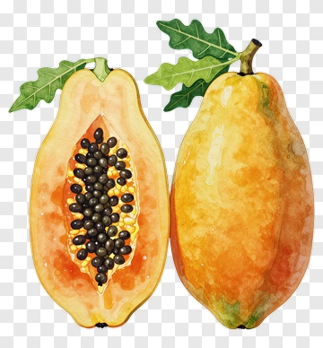 Watercolor Papaya Fruit PNG