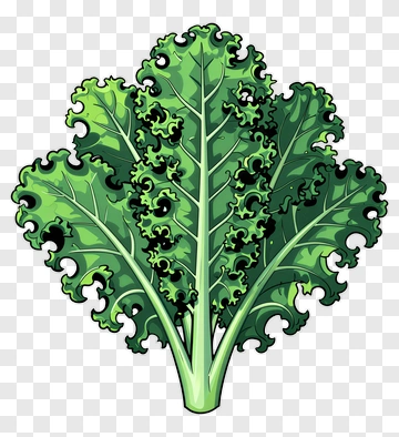 Fresh Green Kale Leaf PNG