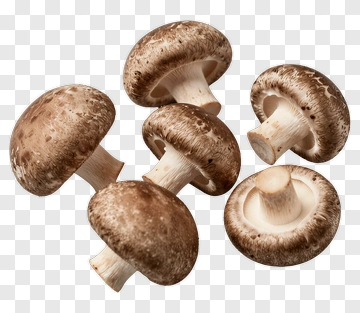 Fresh Brown Mushrooms PNG