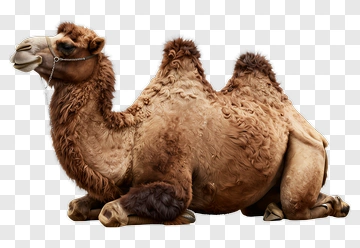 Brown Camel Sitting PNG
