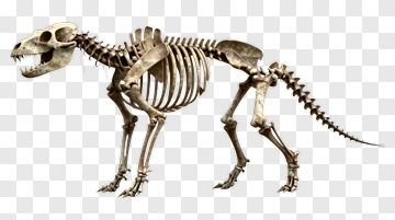 Dog Skeleton Model PNG