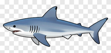 Cartoon Shark PNG
