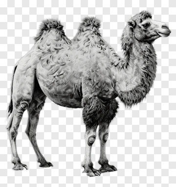 Realistic Camel With Two Humps PNG