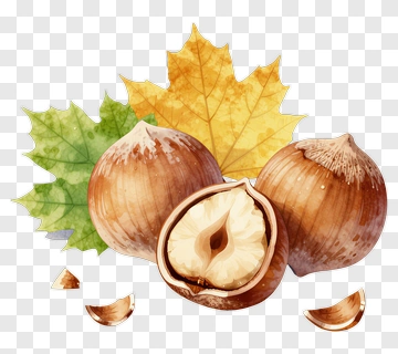 Hazelnuts With Autumn Leaves PNG