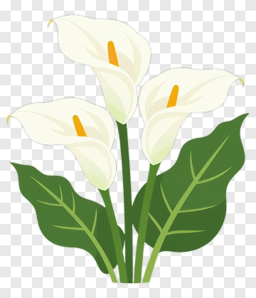 Calla Lily Bouquet PNG