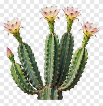 Cactus With Pink Flowers PNG