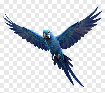 Blue Macaw Flying PNG