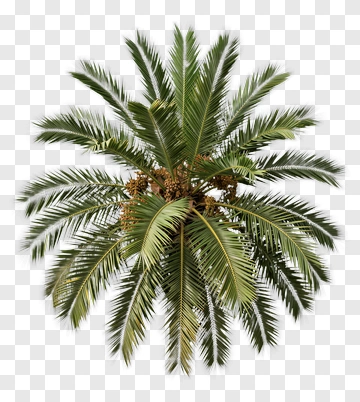 Palm Tree With Green Leaves PNG