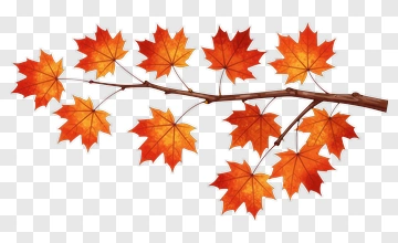 Autumn Maple Leaf Branch PNG