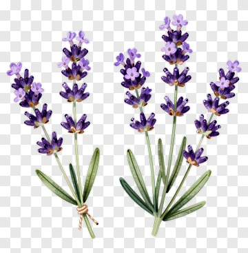 Lavender Flower Bouquet PNG