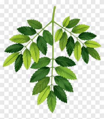 Green Leaf Branch PNG