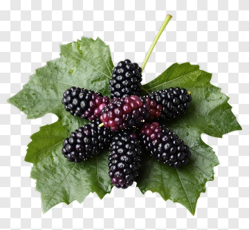Blackberries On A Green Leaf PNG