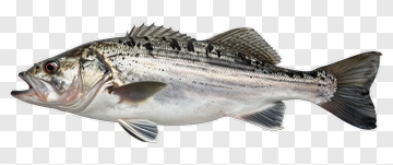 Striped Bass Fish PNG