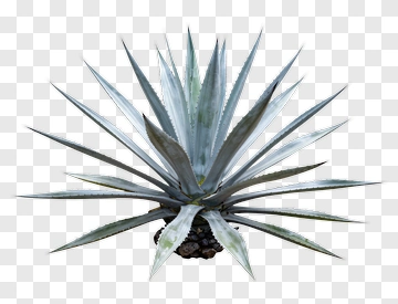 Agave Plant PNG