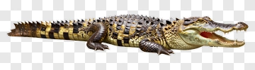 Realistic Crocodile With Open Mouth PNG