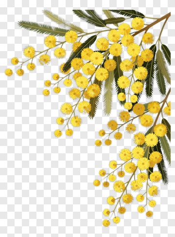 Yellow Mimosa Branch With Green Leaves PNG