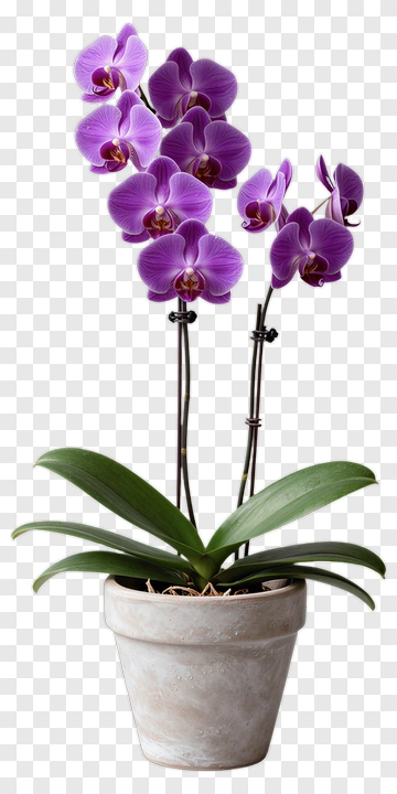 Purple Orchid Plant In A Pot PNG