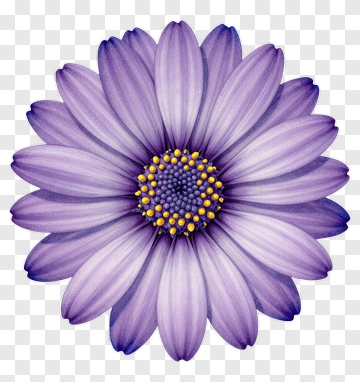 Purple Flower With Yellow Center PNG