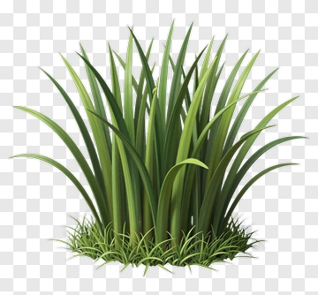 Realistic Green Grass PNG