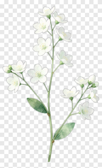 Watercolor White Flower Branch PNG